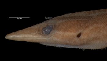 Media type: image;   Herpetology R-132348